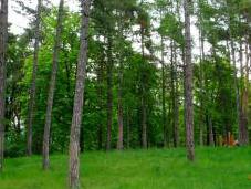 Protecting Environment: Moral Issue, Political