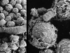 Controlling Mold Your Home