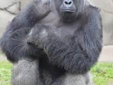 Harambe's Death Just