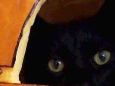 Halloween Horror Cats Pumpkins