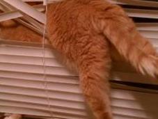 Tangled Cats Hate Blinds
