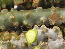 Natural Health Benefits Giloy-Tinospora Cordifolia