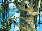 Are Koalas Endangered? - Paperblog