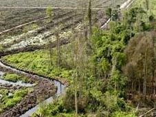 Palm Company Plan Slow Deforestation ‘Another Land-Grab’