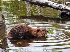Argentina Chile Decide Leave Beavers