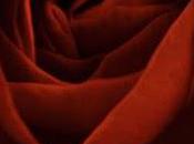 Trinity Sacred Flowers: Rose, Lily Lotus