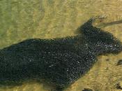 Incredible Swarms Fish Form Coast Acapulco