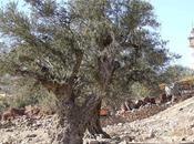 Expat Surprise: Olive Holy Land?