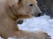 Celebrity Polar Bear Knut Died