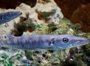 Featured Animal: Barracuda