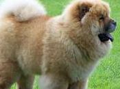Featured Animal: Chow