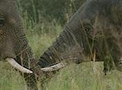 Elephant Ivory Project Update: