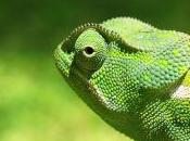 Featured Animal: Chameleon