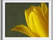 Spring Tulip Yellow