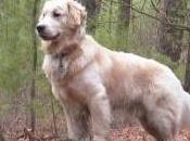 Featured Animal: Golden Retriever