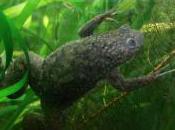 Featured Animal: African Clawed Frog