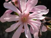 Star Magnolia Revisited