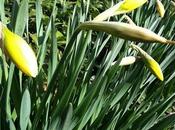 Daffodils Long Island