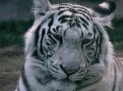 Featured Animal: White Tiger