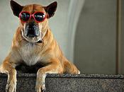 Dogs Shades