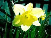 It's Miracle, Behold Blooming Daffodils!
