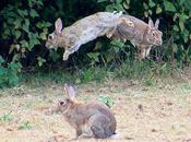 Easter Bunnies Jumpin', Leapin', Bouncin'