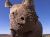 Stopping Rhino Poaching