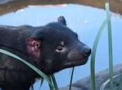 Featured Animal: Tasmanian Devil