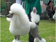 Poodle’s Have That Haircut!