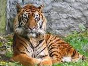 Featured Animal: Sumatran Tiger