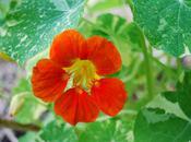 Casting Nasturtiums