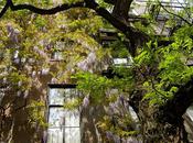 Afternoon Walk Down 21st Street Shows Wisteria a...