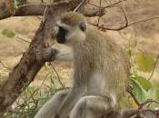 Vervet Monkey