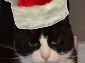 Christmas Countdown Begins...