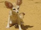 Featured Animal: Fennec