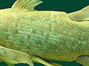 Field Guide Coelacanth Replicas