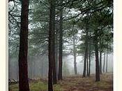 Colorado Woodland Forest Landscape
