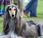 Featured Animal: Afghan Hound