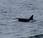 Killer Whales Visit Cornwall
