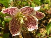 Plant Week: Clematis Cirrhosa ‘Freckles’