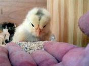 Chicken Report: Some News About Baby Chick