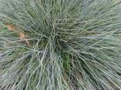 Plant Week: Festuca Glauca