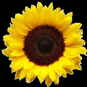 Sunflowers Tina #LifeIsGood #MicroblogMonday