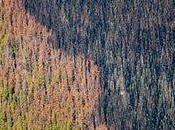 From Pine Beetles Disappearing Glaciers, NASA Scientists Tell “Dramatic” Planetary Changes