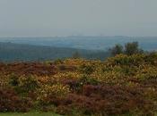 Quandry Quantocks (Part