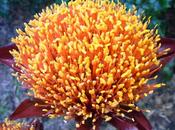 South African Belles