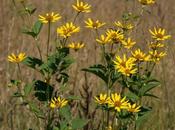 Native Sunflowers