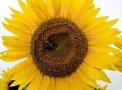Foto Friday Sunflowers