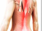 Study Shows Chiropractic’s Immediate Effects Muscle Pain