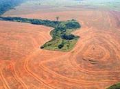Brazil Amazon: Data Reveal That Annual Rate Deforestation First Time Five Years